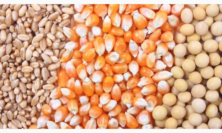 Куплю кукурузу, пшеницу, сою. Зерноотходы - фото № 1