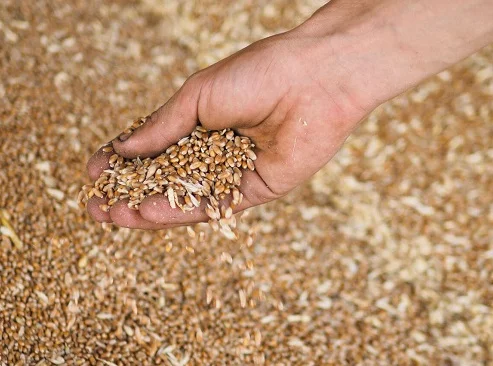 Постоянно закупаем зерноотходы - фото № 1