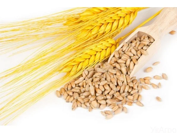 Некондиція, зерновідходи. Кукурудза, пшениця, соя, соняшник - фото № 1