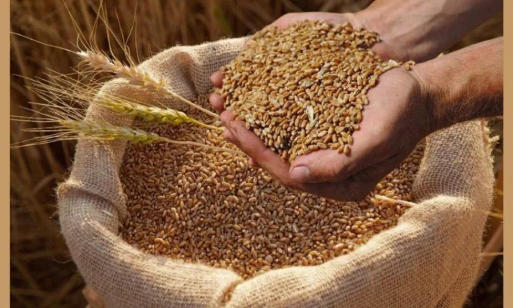 Куплю зерноотходы, некондицию на постоянной основе - фото № 1