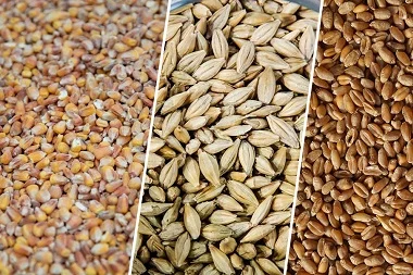 Зерновідходи зернові, олійні, бобові - фото № 1