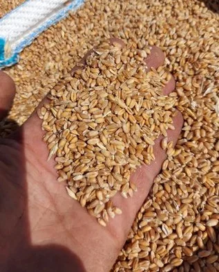 Куплю Зерновідходи. Олійні відходи. Бобові відходи - фото № 1