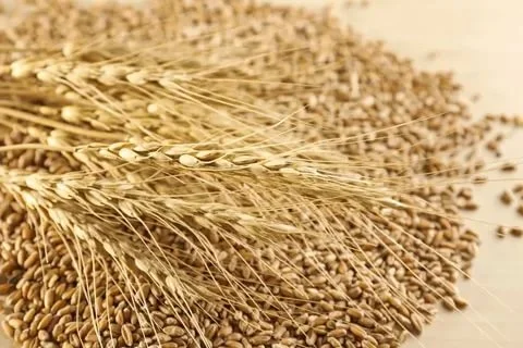 Постоянно закупаю зерноотходы зерновые, масличные, бобовые - фото № 1