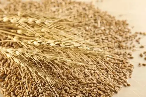 Постійно закупаю зерноотходи зернові, масличні, бобові - фото № 1