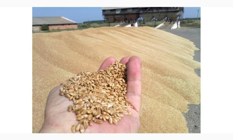 Зерноотход куплю. Закупаю зерновые, масличные, бобовые отходы - фото № 1