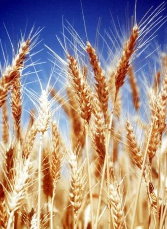 Купую відходи зернових, бобових, олійних. Зерновідходи куплю - фото № 1