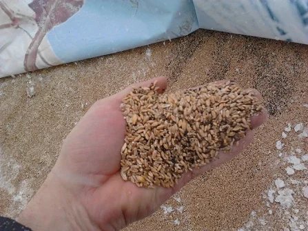 Купуємо відходи зернові, олійні, бобові - фото № 1