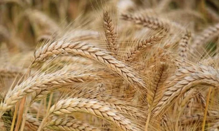 Закуповуємо некондицію. Зернові - фото № 1