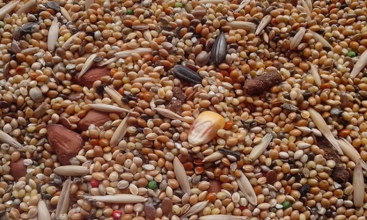 Закуповуємо некондицію та відходи зернових, олійних бобових - фото № 1