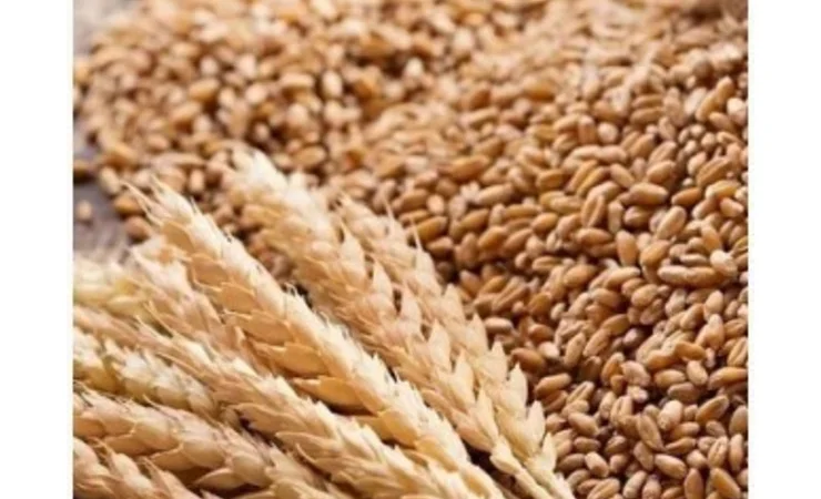 Закуповуємо зерновідходи - фото № 1