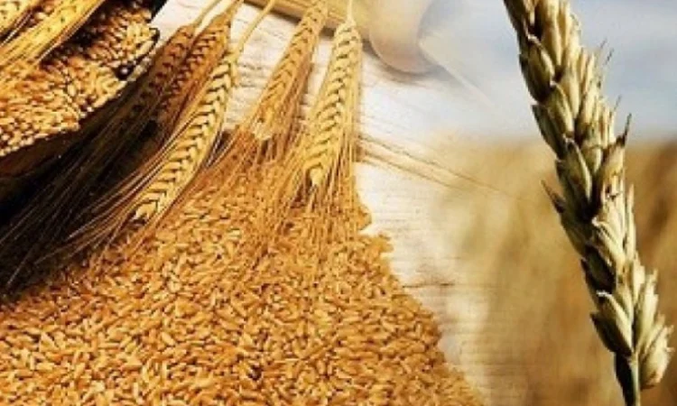 Закуповуємо зерновідходи соняшника, сої, кукурудзи, пшениці - фото № 1