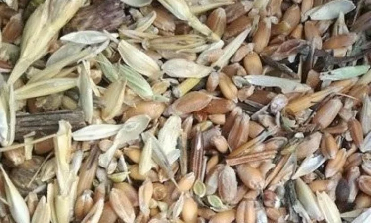 Куплю відходи соняшника, сої, кукурудзи, пшениці - фото № 1