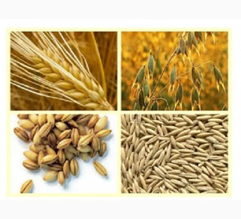 Купуємо зерновідходи, некондицію с/г культур - фото № 1