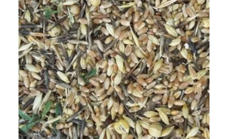 Куплю зерноотходы, некондицию. Работаю с посредниками - фото № 1