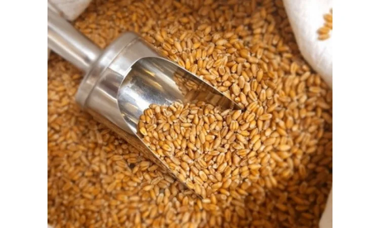 Куплю зернові відходи, некондицію - фото № 1