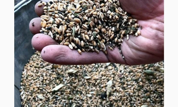 Купуємо некондицію, зерновідходи. Самовивіз - фото № 1