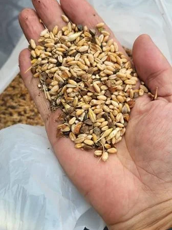 Закупаем с самовывозом зерноотходы, некондицию - фото № 1