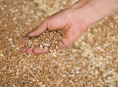 Закуповую зерновідходи - фото № 1