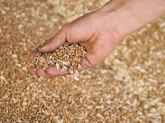 Закуповую зерновідходи зернових, олійних, бобових - фото № 1