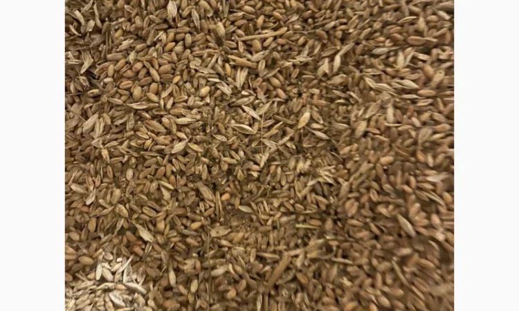 Куплю зерноотходы. Продать зерноотходы. Закупка зерноотходов - фото № 1