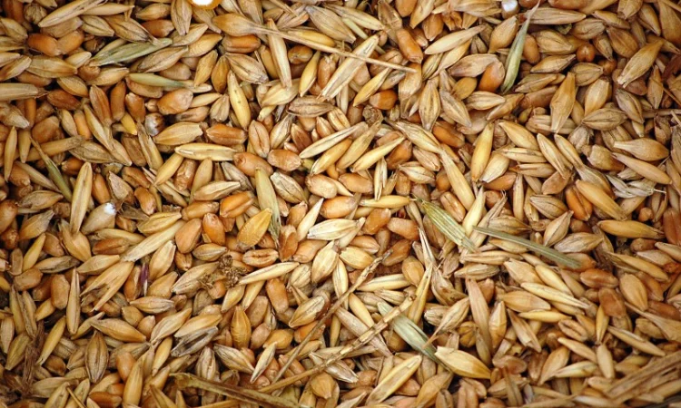 Постійно купуємо зерновідходи с/г культур - фото № 1