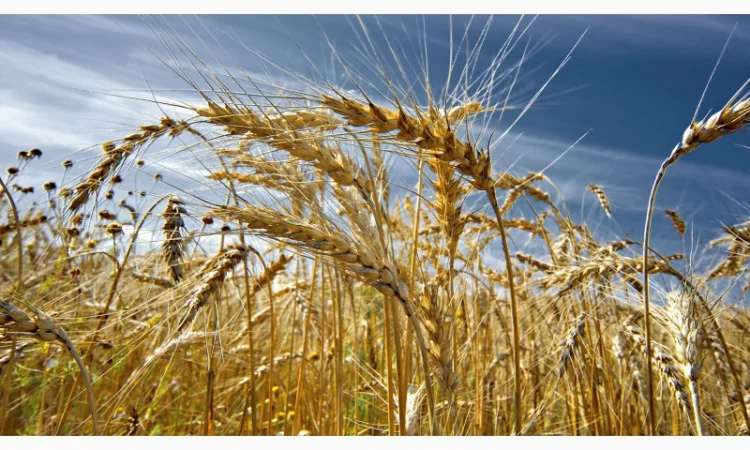 Куплю зерновідходи - фото № 1