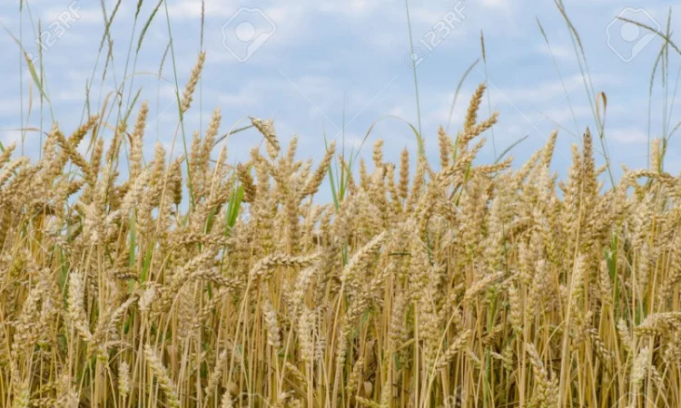 Постійно купуємо некондицію та зерновідходи - фото № 1