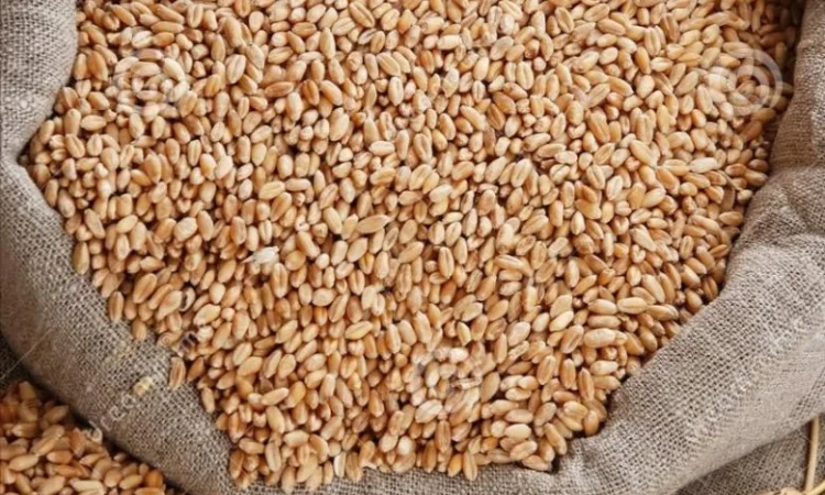 Купуємо некондиційне зерно та прострочений посівмат - фото № 1