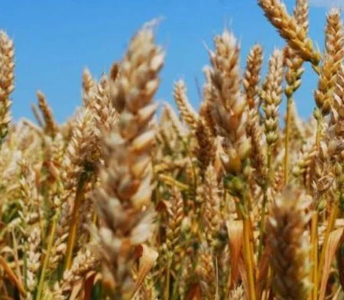 Постійно купуємо зерновідходи зернових, бобових та олійних культур - фото № 1