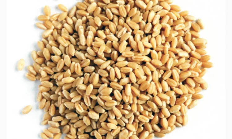 Купуємо зерновідходи, некондицію. Самовивіз - фото № 1