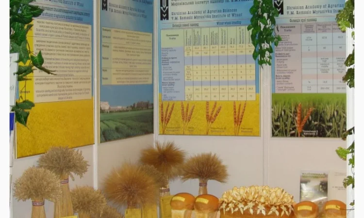 Пшениця - фото № 2