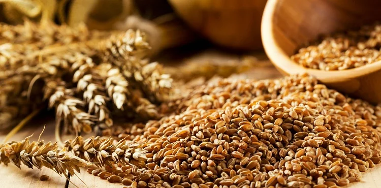 Продажа зерновых и масличных культур - фото № 1