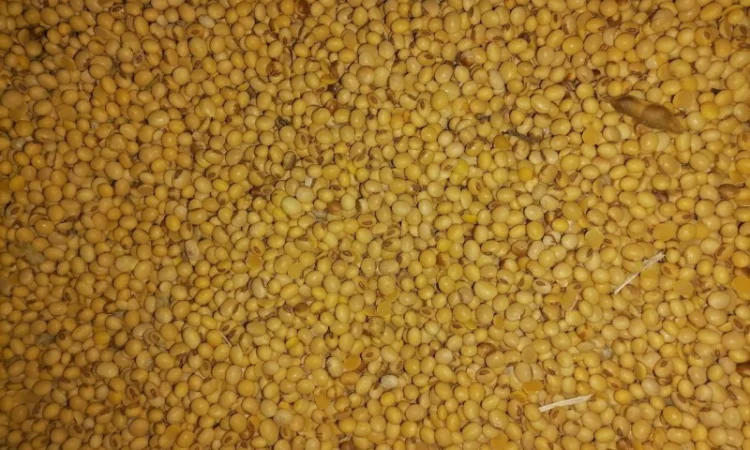 Зерно: соя, кукурудза, ячмінь куплю - фото № 1