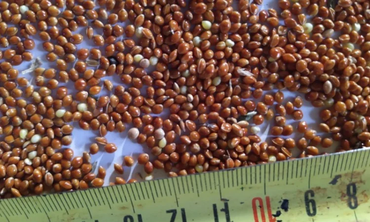 Просо, льон - фото № 1