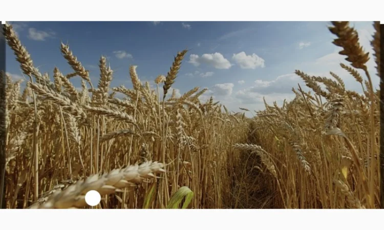 Куплю зерно - фото № 1