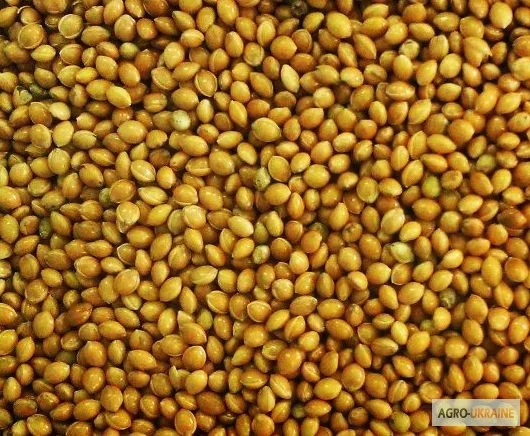 Зерновые - фото № 1