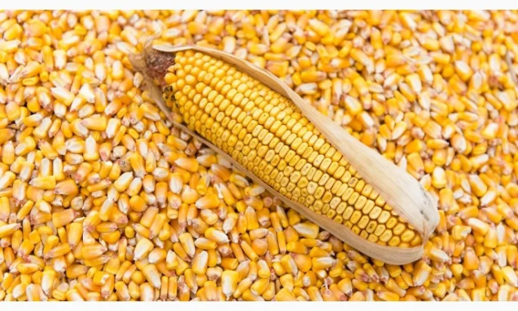 Ріпак ГМО не і не ГМО/ сою, соняшник пшеницю - фото № 1