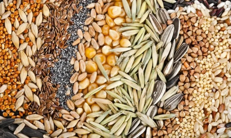 Закупаем зерновые, масличные и другие культуры - фото № 1