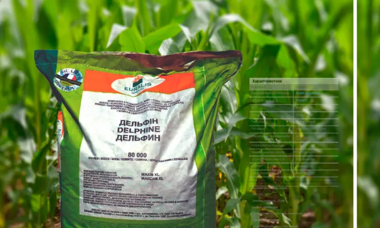Продам посівну кукурудзу та соняшник - фото № 1