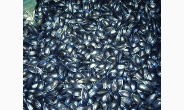 Продам посівну кукурудзу та соняшник - фото № 8