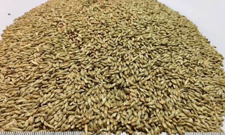 Канареечник канарник канаркове просо - фото № 1