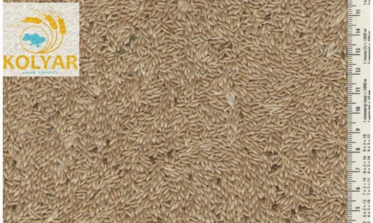 Купуємо канаркове просо, просо ж/ч, люпин, вику, ол. редьку, розторопшу - фото № 1