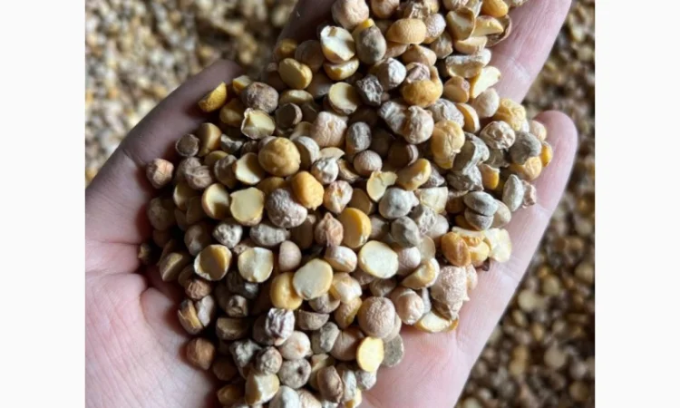 Кукурудза горох соя нут зернові відходи від 20 тон - фото № 2