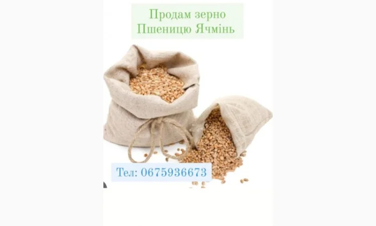 Продам Гречку Пшеницю Ячмінь та Овес - фото № 2