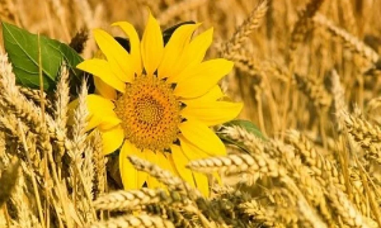 Куплю зернові та олійні культури - фото № 1