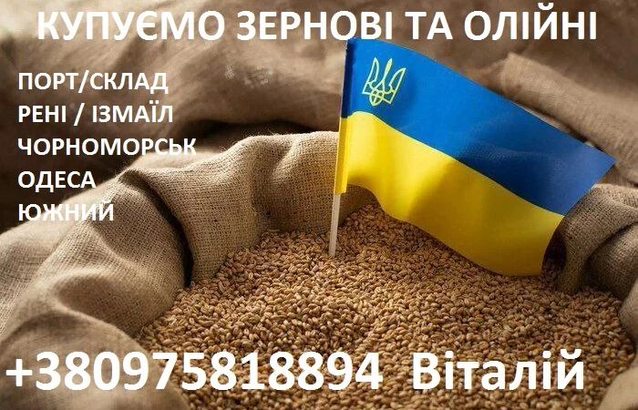 Закуповуємо зернові та олійні культури - фото № 1