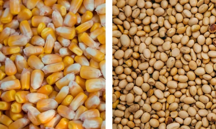 Закуповуємо кукурудзу, сою - фото № 1
