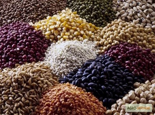 ЗАКУПАЕМ зерновые культуры большими объемами - фото № 1