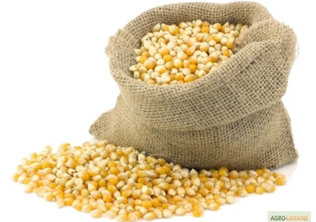 Куплю ЗЕРНОВЫЕ: пшеницу, кукурузу и др - фото № 1