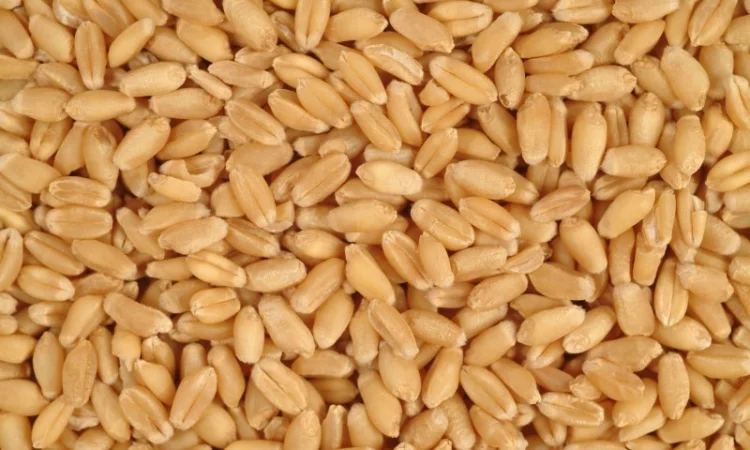 Закупаем оптом зерновые культуры - фото № 1